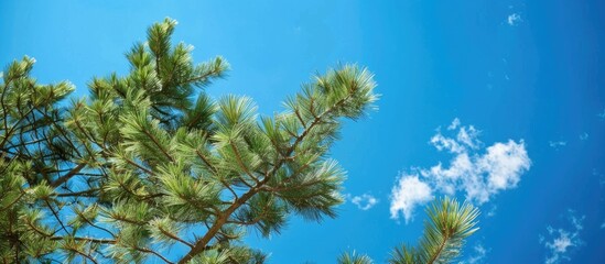 Pine Tree On A Background Of Blue Sky