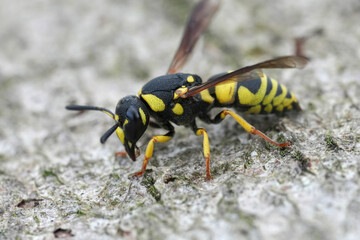 Detailed closeup on a colorful black and yellow European potter wasp , Euodynerus dantici