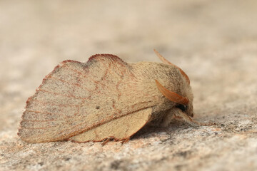 Closeup on the European Phyllodesma suberifolia moth, a parasite on Oak, Quercus , trees