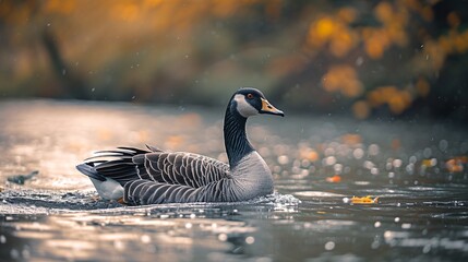 Obraz premium The most exquisite waterfowl gliding gracefully through the stream.