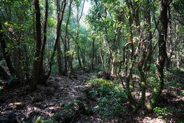 dense spring forest in the gleaming sunshine