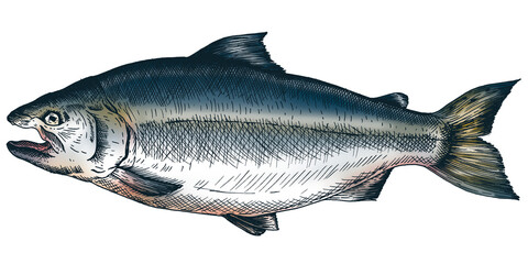 Colorful salmon isolated png transparent