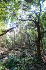 dense spring forest in the gleaming sunshine