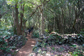 old path in sunny spring forest
