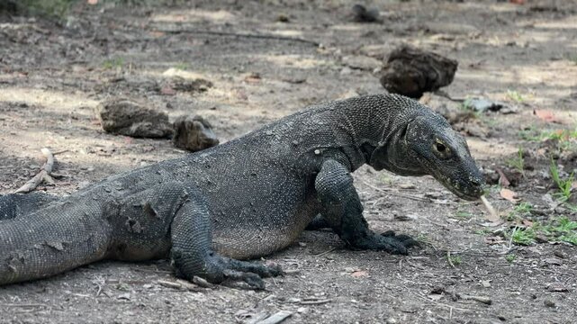 Young Komodo dragon smells the air with forked tongue in Komodo National Park, Indonesia.