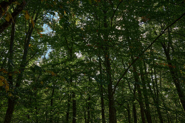 Group of people enjoying a peaceful moment in a nature reserve surrounded by lush green trees
