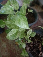 basil in a pot