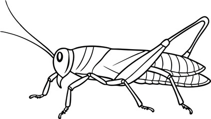 Grasshopper vector line art illustration