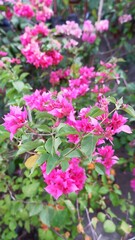 Obraz premium pink flowers in the garden
