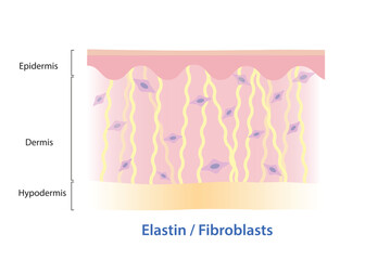 Elastin fibers and fibroblasts in dermis skin layer illustration. Elastin, yellow color protein that made of fibroblasts, returns stretched structure into original shape, found in blood vessels, skin.