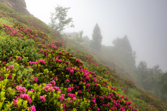 Alpenrosen im Nebel in Steingletscher, Berner Oberland, Schweiz