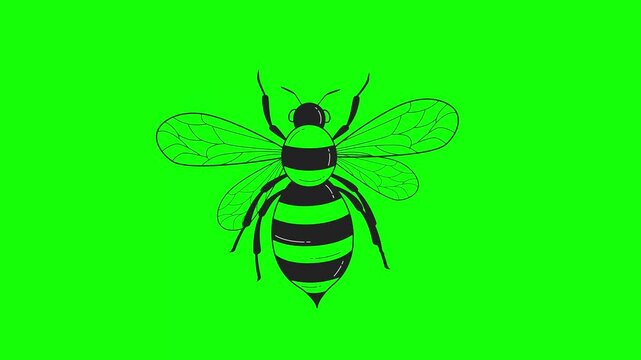 Animation of a hand-drawn bee flying, top view, close-up on a green chroma key background.