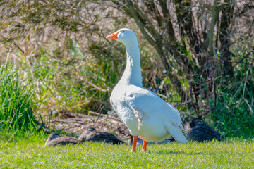 Obraz premium White Goose and Ducks at Goose Park