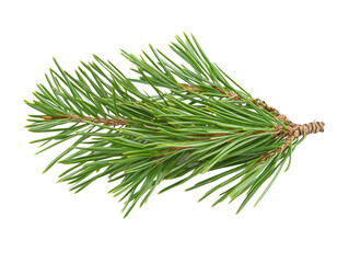 A detailed pine needle cluster, isolated on a white background.