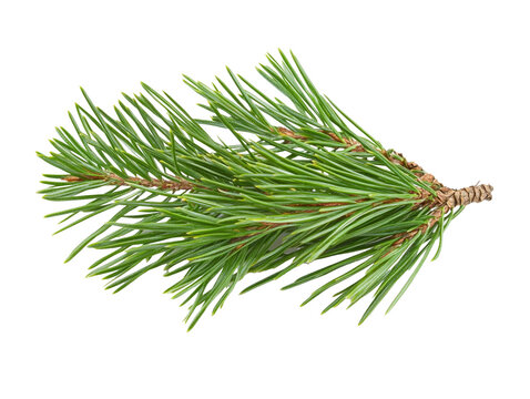 A detailed pine needle cluster, isolated on a white background. - Powered by Adobe