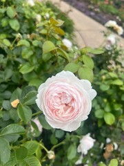 pink roses in garden