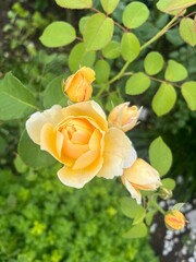 yellow rose in garden