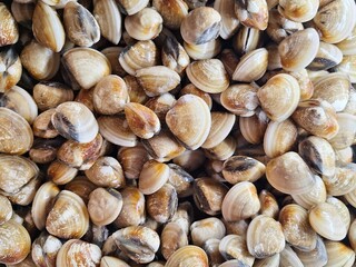 close up of a lot of clams