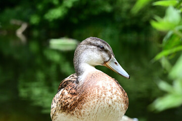 Ente in der Natur