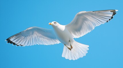 Obraz premium Seagull Flying in Blue Sky with Wings Spread