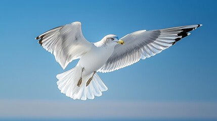 Obraz premium Seagull in Flight Against Blue Sky