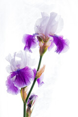 fresh iris on the white