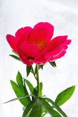 fresh peony on the white