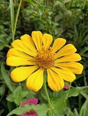 yellow dahlia flower