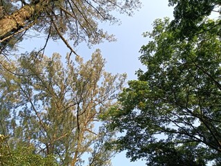 branches against sky