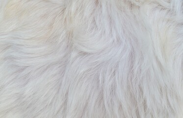 White fur background texture
