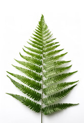 fern leaf isolated on white background