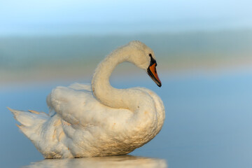 Baltic Sea on summer Bird Mute Swan Cygnus olor in blue background, Poland Europe
