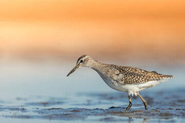 Shorebirds - Wood Sandpiper Tringa glareola, wildlife Poland Europe end of summer migratory bird