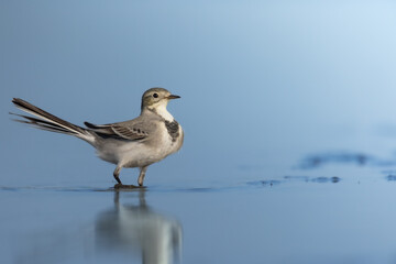 Bird juvenile White wagtail Motacilla alba small bird with long tail on light blurred background, Poland Europe