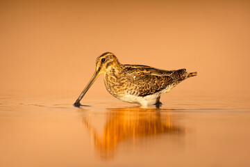 Shore bird Common snipe Gallinago gallinago small bird with long beak, Poland Europe