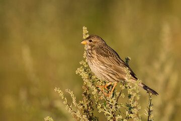 Bird Corn Bunting Emberiza calandra, meadow in summer time, Poland Europe