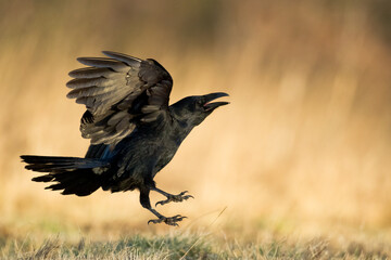beautiful black raven Corvus corax flying bird North Poland Europe	
