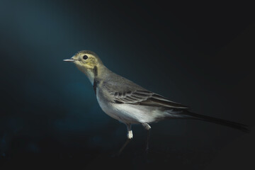 Bird juvenile White wagtail Motacilla alba small bird with long tail on light blurred background,...