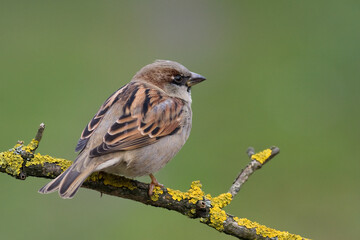 Bird - House sparrow Passer domesticus sitting on the branch