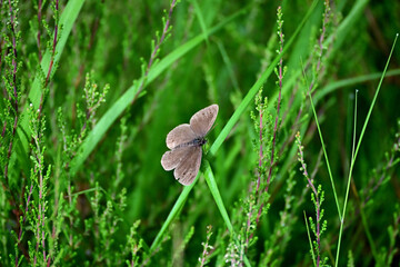 Schmetterling in der Natur