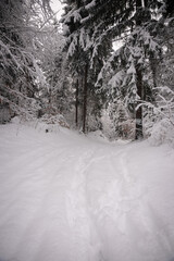 Fototapeta premium snow covered trees. path with footprints. vertical