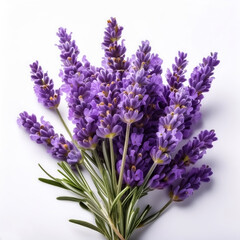 Fototapeta premium lavender isolated on white background