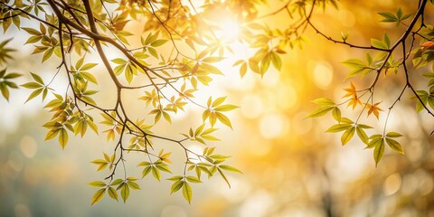 Obraz premium Delicate abstract silhouette of natural tree branch and leaves falling on a white background, surrounded by soft blurry shadows in warm tropical morning sunlight.