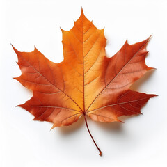 Fototapeta premium maple leaf isolated on white background