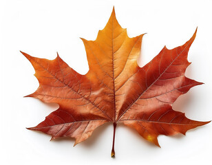 Fototapeta premium maple leaf isolated on white background