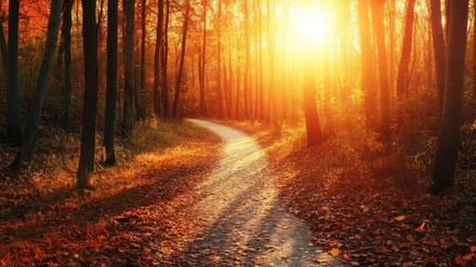 Obraz premium A serene autumn pathway illuminated by golden sunlight, surrounded by trees with vibrant leaves, creating a peaceful and picturesque scene.