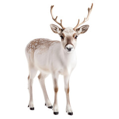 Fototapeta premium Cute Fawn with Antlers isolated on white or transparent background, png clipart, design element. Easy to place object on any other background.