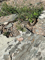 A venomous snake on rocks in a mountainous area. A snake basking on rocks.
