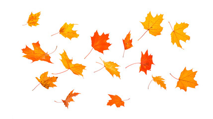 Autumn maple leaves falling isolated on white background
