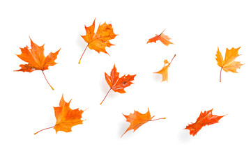 Fototapeta premium Autumn maple leaves falling isolated on white background 